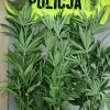 Marihuana o łącznej masie ponad 5 kilogramów nie trafi na czarny rynek.