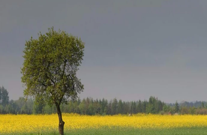 {Do wojewody warmińsko-mazurskiego wpłynęły wnioski o uruchomienie komisji szacujących straty rolnicze.}